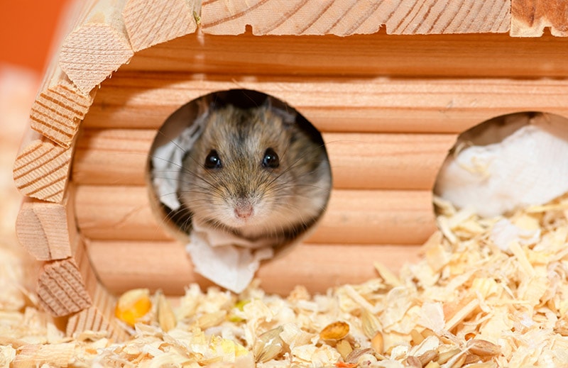 How to Find a Lost Hamster Quickly: 12 Expert Tips