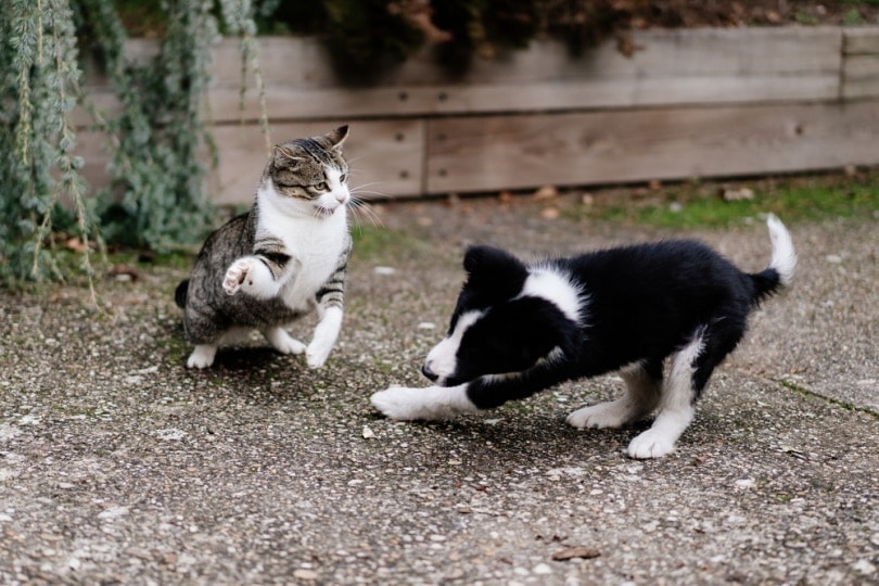 How to Stop a Dog From Chasing Cats: 5 Tips & Tricks