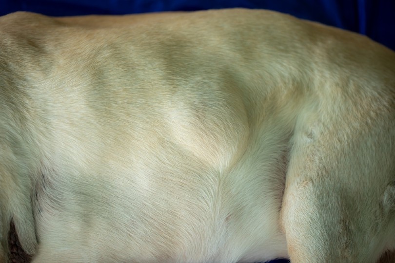 Lipoma in Dogs: Signs, Causes & Treatment (Vet Answer)