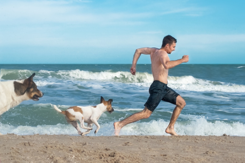 Why Does My Dog Chase People? 7 Possible Reasons