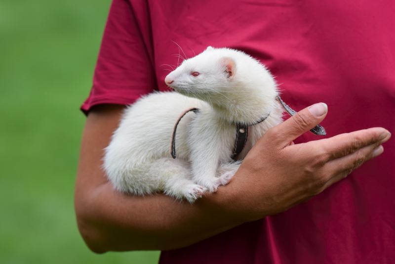 Do Ferrets Like to Cuddle? Temperament & Tips