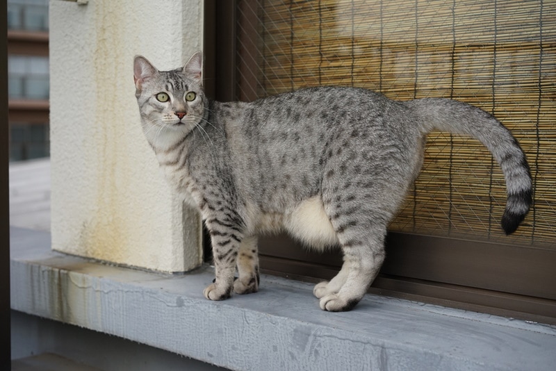 6 Incredible Egyptian Mau Colors & Patterns