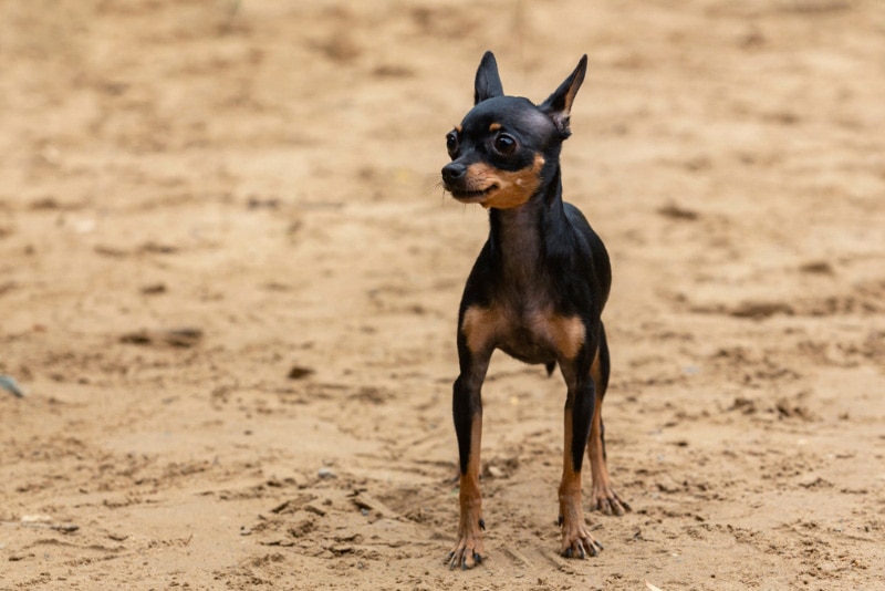 english toy terrier dog standing on sand