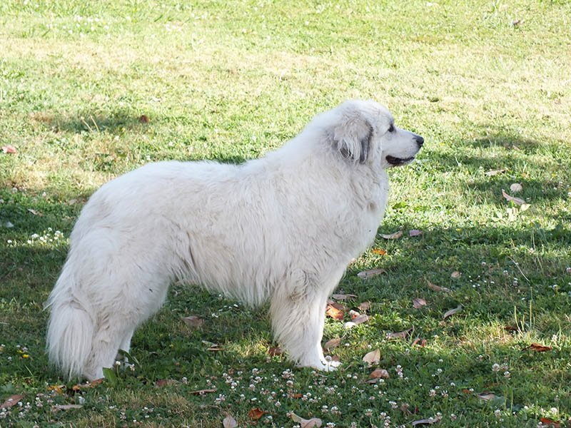 15 Dogs That Are Similar to Labs: Pictures, Facts & History