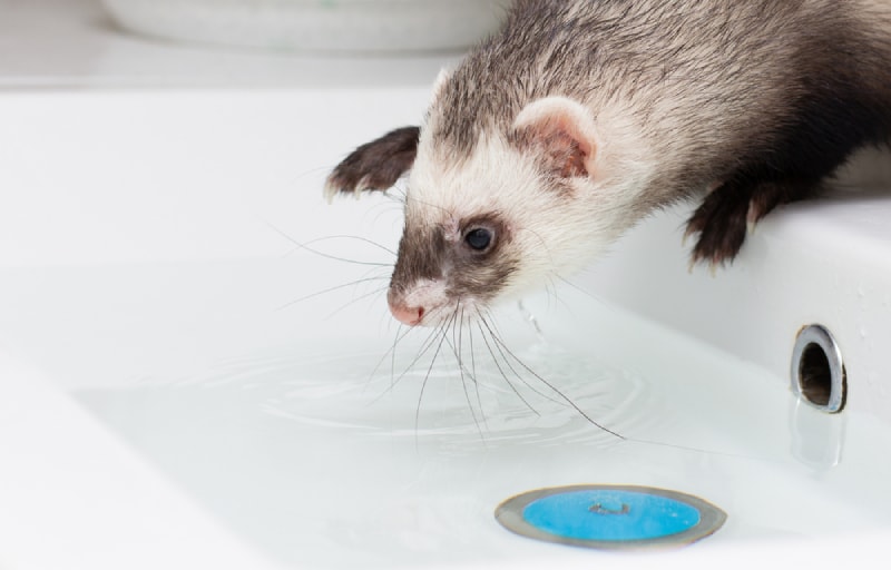 Do Ferrets Like Water? Can They Swim? Facts & Safety Tips