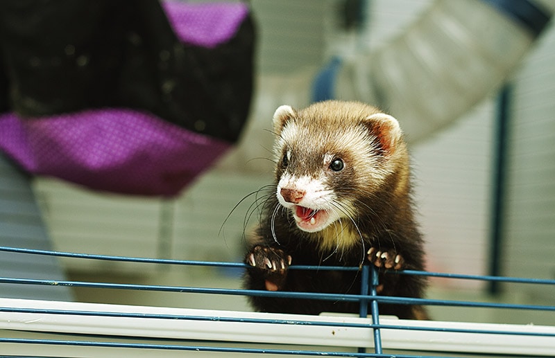 3 DIY Ferret Cage Plans You Can Build Today (with Pictures)