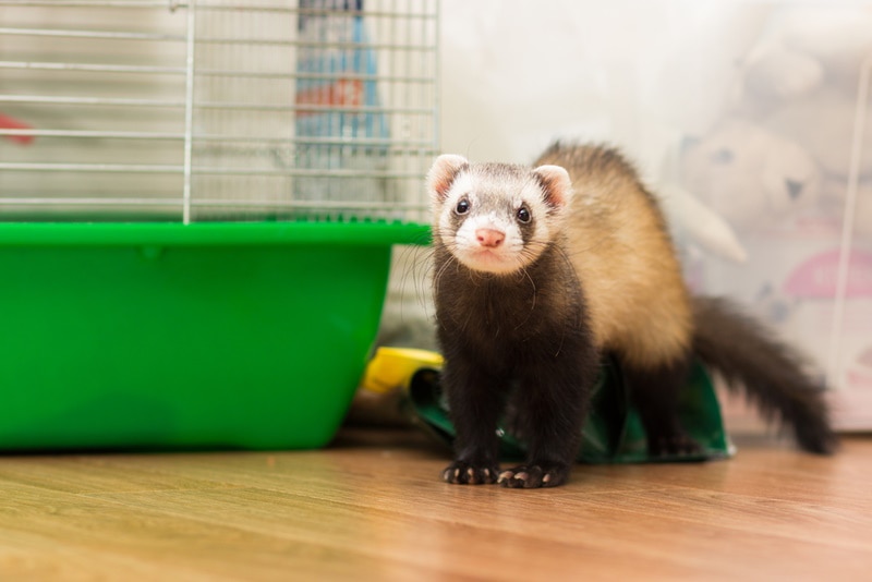 How to Ferret Proof a Room: 16 Steps to Follow