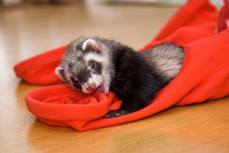Do Ferrets Smell? Vet-Approved Hygiene & Odor Control Tips