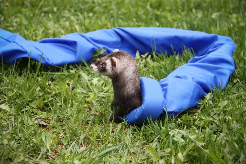 5 DIY Ferret Tunnel Systems (With Pictures)