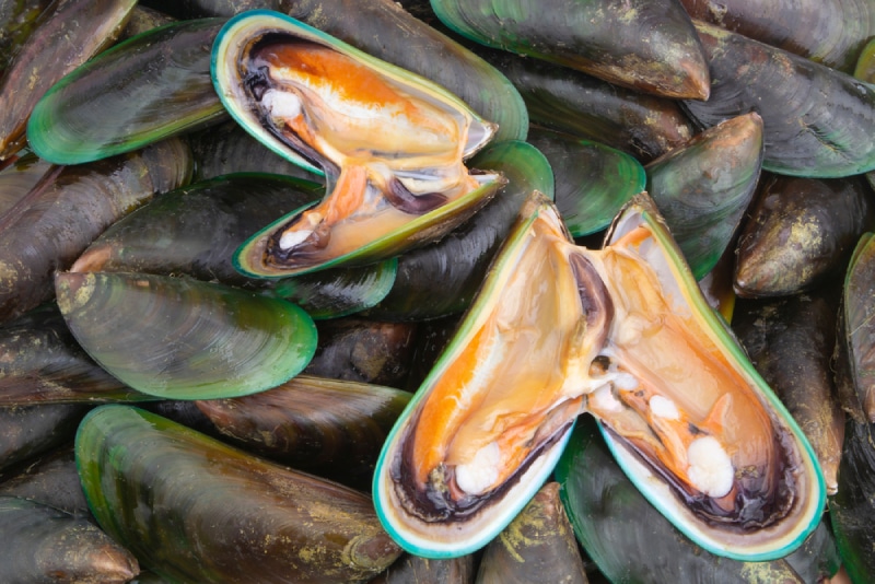 Green Lipped Mussel for Cats: Vet-Verified Pros, Cons & Benefits