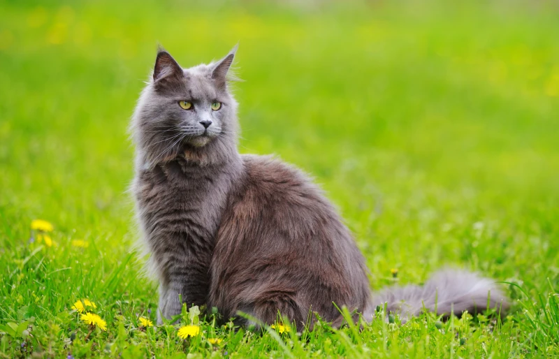 12 Surprising Maine Coon Facts: History, Temperament & Coat Patterns