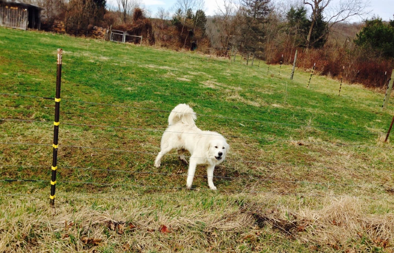 Will a Great Pyrenees Attack an Intruder? Vet-Reviewed Protective Instincts