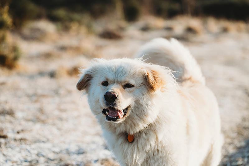 Great Pyrenees Boxer Mix: Pictures, Care Guide, Temperament & Traits