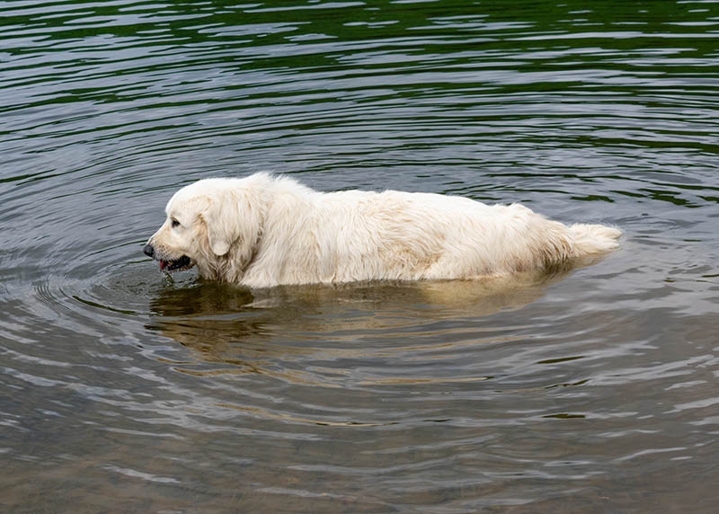 great pyrenees dog in the lake
