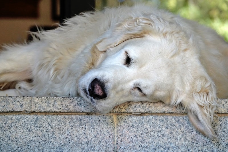 great pyrenees dog sleeping