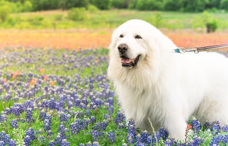 12 Great Pyrenees Pros & Cons You Should Know