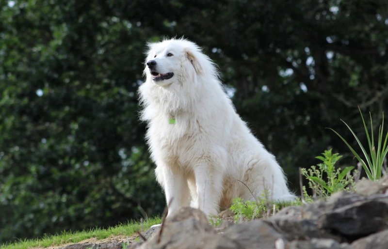 20 Surprising Great Pyrenees Facts