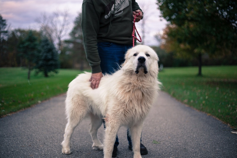 Do Great Pyrenees Drool a Lot? Breed Facts & Tips