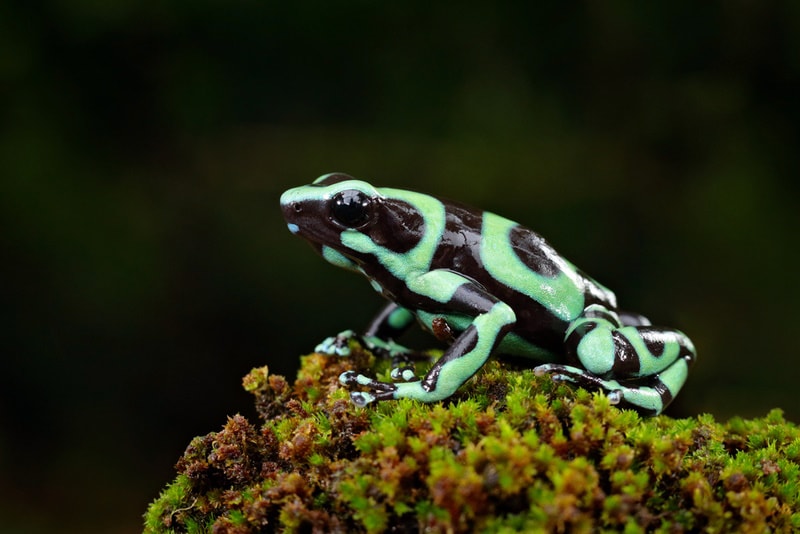 Green and Black Poison Dart Frog: Lifespan, Diet, Pictures & Care Guide