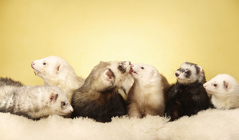 8 Types of Ferret Colors (With Info & Pictures)