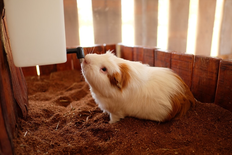 How to Get Guinea Pigs to Drink Water: 5 Vet-Approved Tips