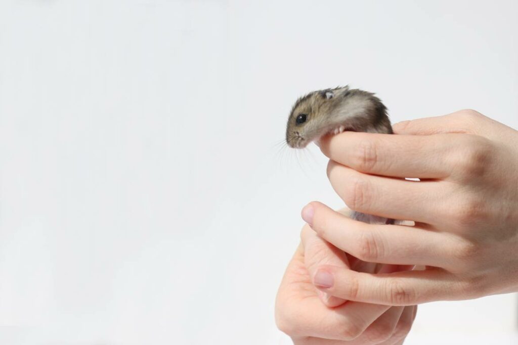 Can Hamsters Jump? Reasons, How & Why They Jump (Vet-Verified Info)