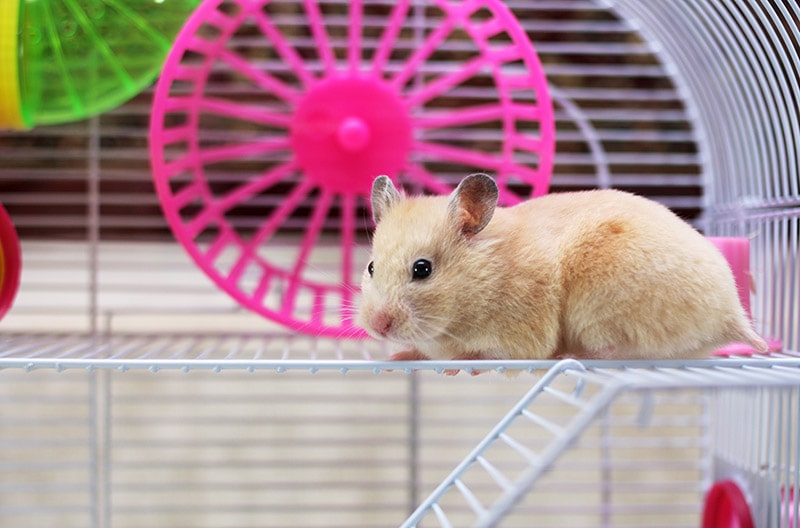 10 DIY Hamster Cages You Can Build at Home (With Pictures)