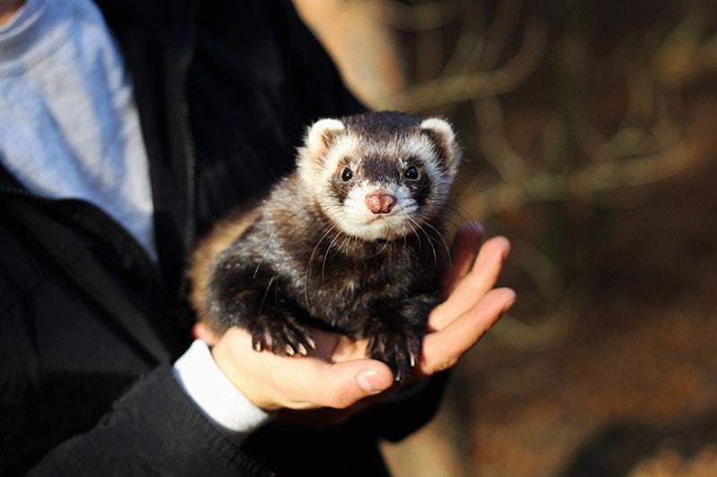 How to Train a Ferret: 10 Vet-Approved Tips & Tricks