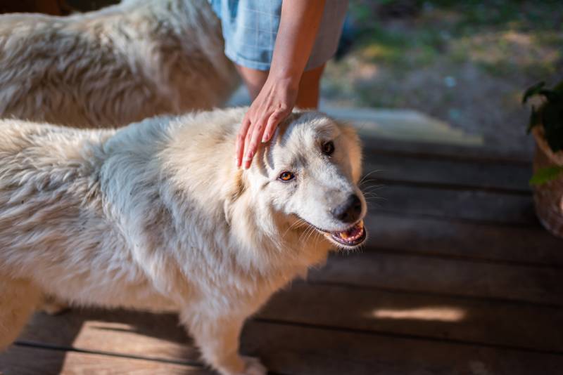 Do Dogs Know Their Names? What Science Says