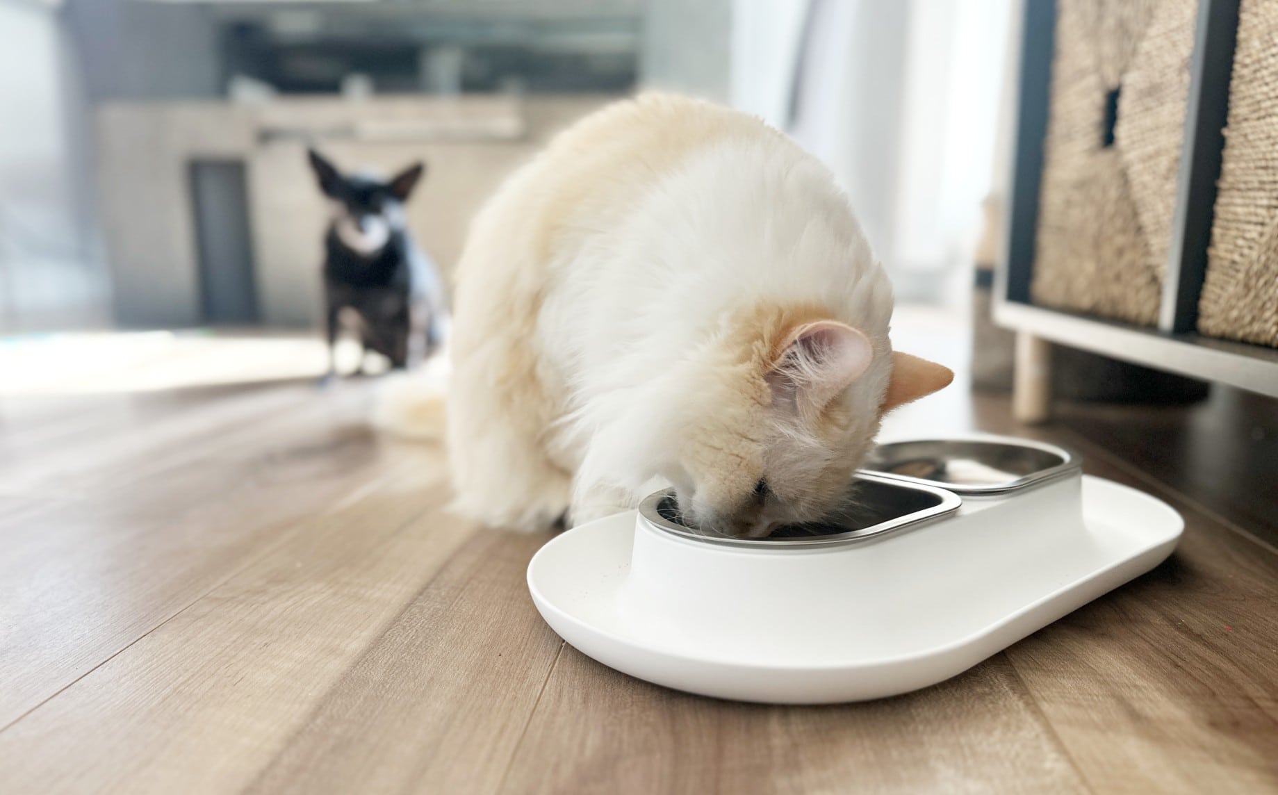 10 Best Cat Bowls for Messy Eaters - 2026 Reviews & Top Picks