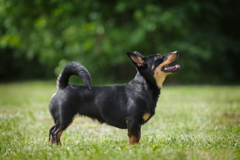 lancashire heeler dog standing on the grass