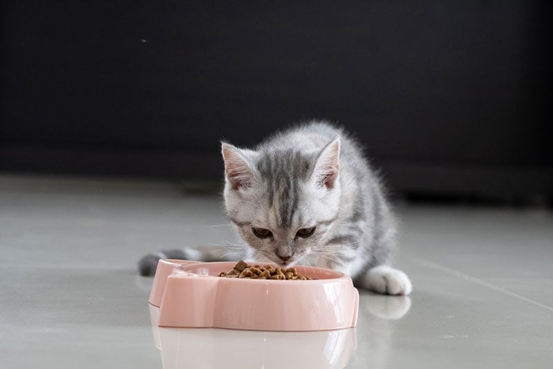 When Do Kittens Start Eating Food and Drinking Water? Vet Approved Advice