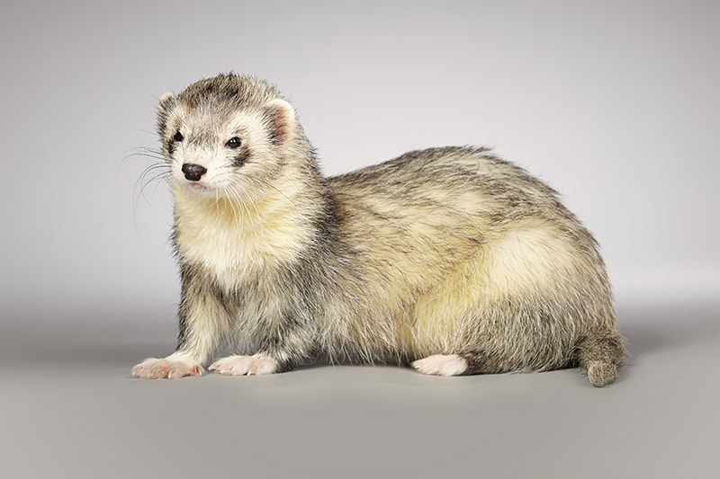 Do Ferrets Have Spines? Interesting Facts & Explanation