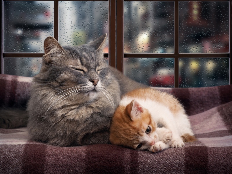 Do Cats Hibernate? Vet-Reviewed Sleeping Habits