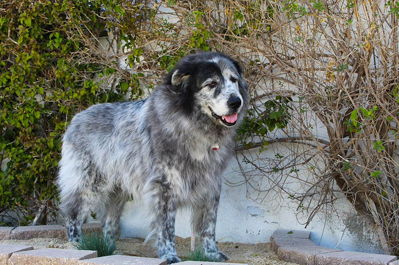 Newfoundland Great Pyrenees Mix: Pictures, Care Guide, Temperament & Traits