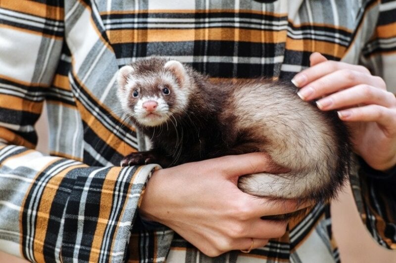 How to Take Care of a Ferret: 17 Vet-Approved Expert Tips
