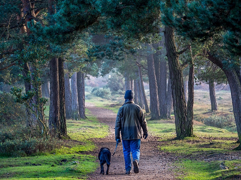 National Walk Your Dog Week 2026: When It Is & What to Do