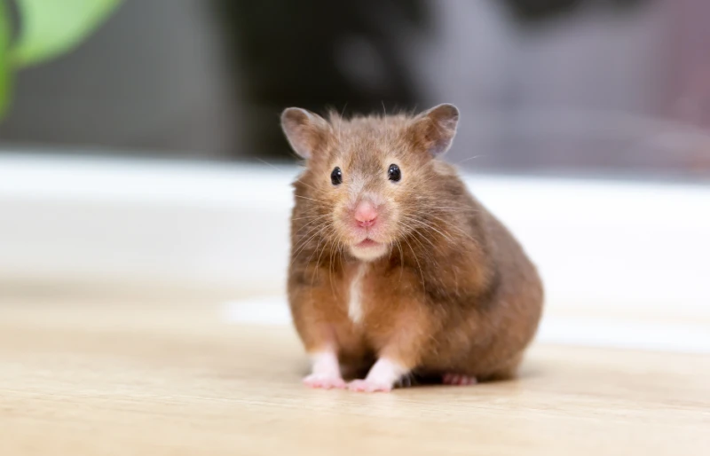 15 Vet-Reviewed Foods to Never Feed Your Hamster