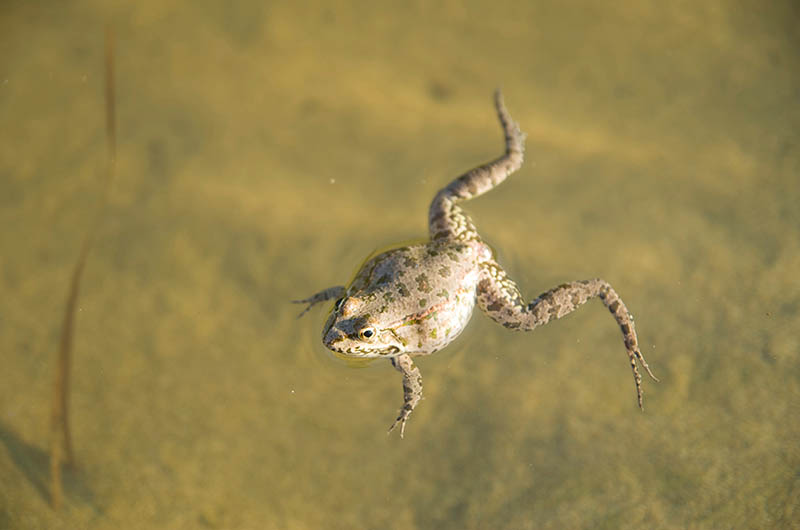 How to Tell If a Toad Is Pregnant? 6 Vet-Approved Signs