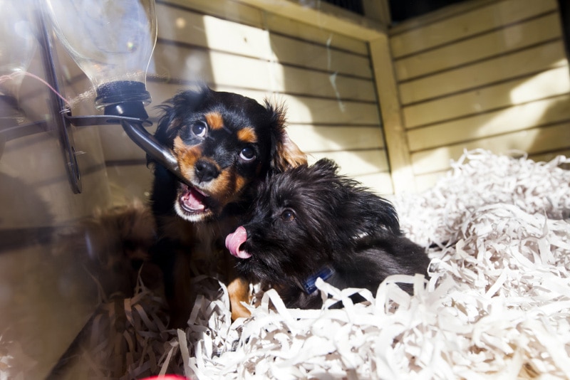 puppies playing with the drinking fountain in a pet store's storefront window