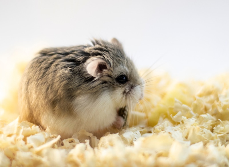 Roborovski Dwarf Hamster: Pictures, Temperament, Diet, Care Guide & More Vet-Verified Info