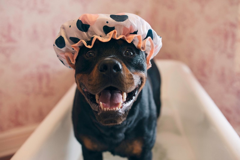 10 Best Dog Shampoos for Skin Allergies - 2026 Reviews & Top Picks