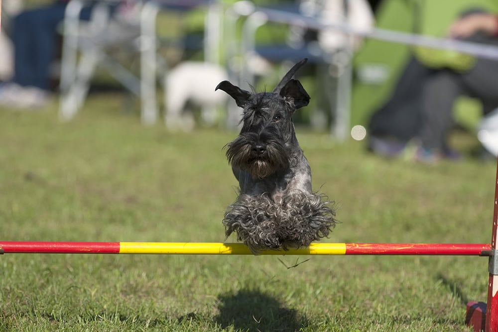 16 Scottish Terrier Pros & Cons You Should Know