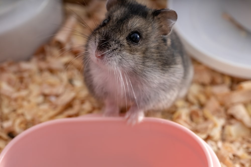 How to Tame a Hamster: 9 Handling & Bonding Tips (Vet-Verified)