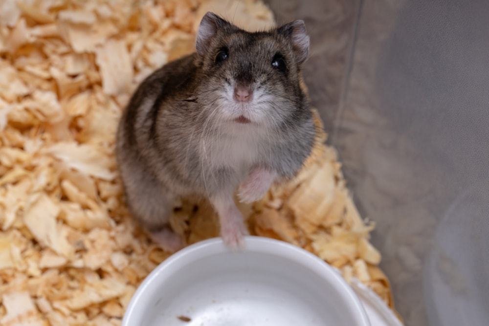 How Long Can a Hamster Go Without Food & Water? Vet Reviewed Care Tips