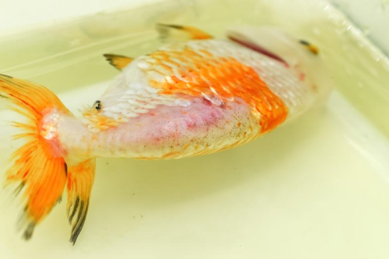 How to Treat Swim Bladder Disease in Goldfish (Vet Answer)