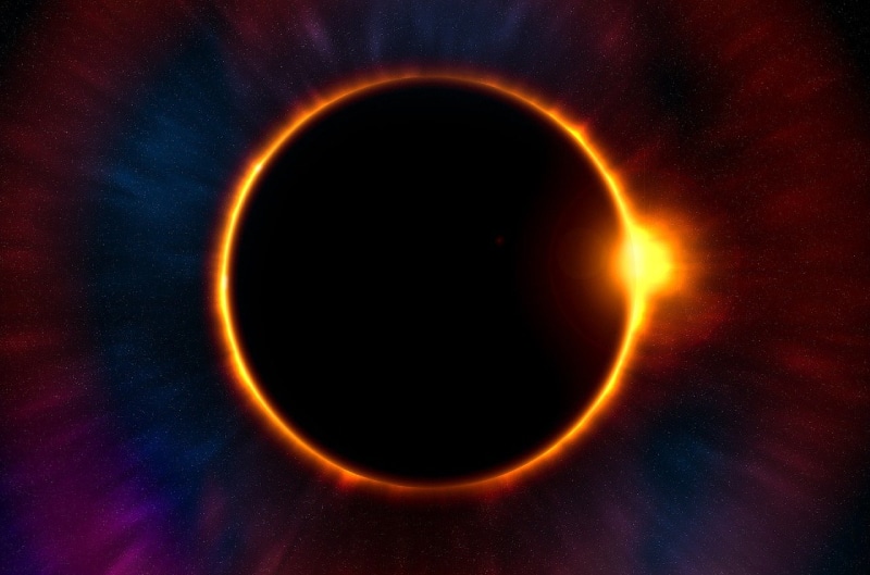 How Does the Solar Eclipse Affect Pets? Animal Behaviour Explained