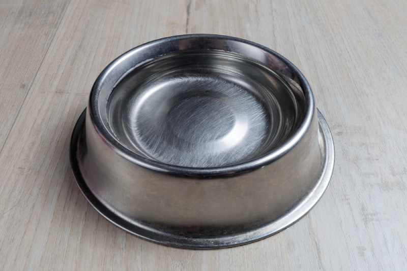 Can Dogs and Cats Share Water Bowls? Vet Approved Advice