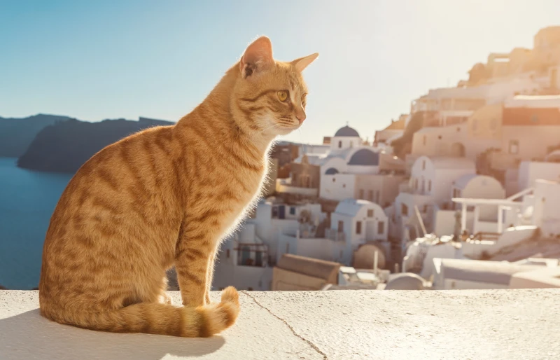 Why Are There So Many Cats in Greece? History & Facts Explained