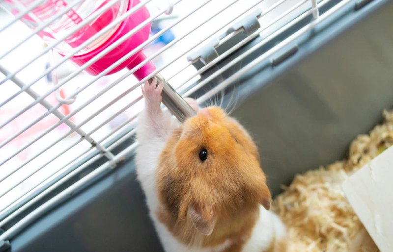 syrian hamster in cage drinking from water bottle